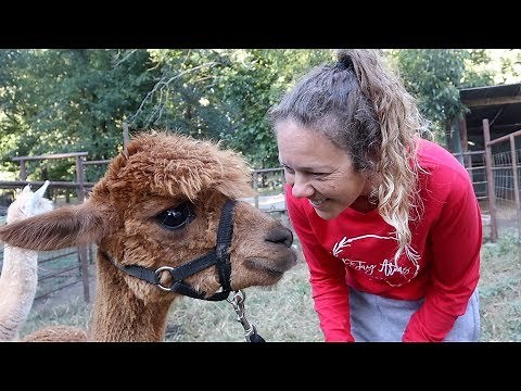Alpaca Spit in the FACE!