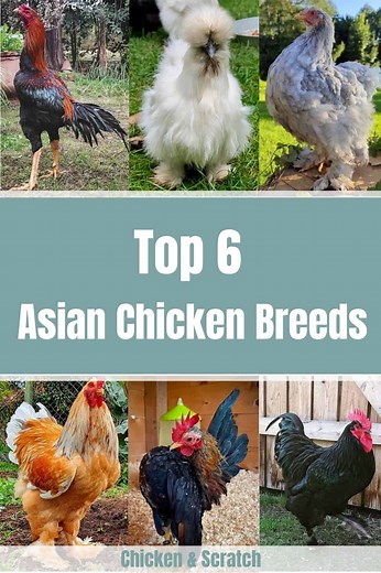 Top 6 Asian Chicken Breeds (with Pictures)