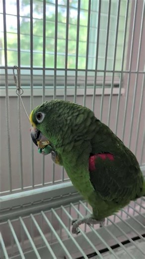 Freedom the Parrot Entertains Himself with Toy Beads Like an Abascus, Old Style Adding Machine!