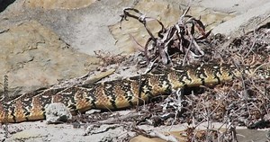A heavy bodied puff adder using caterpillar locomotion crosses from right to left close up