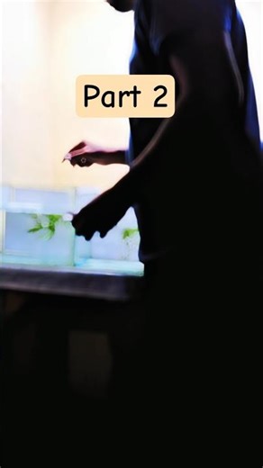 Complete betta breeding process series| Part 2 #bettafish #breeding #pets #shorts #shortvideo #short