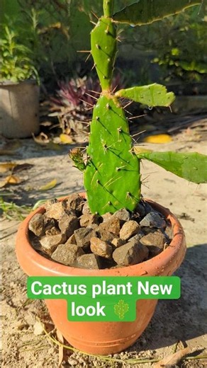 DIY Aesthetic Cactus Pot Decoration & Planting Ideas 🌵| #cactus #indoorplants #decor #ytshorts