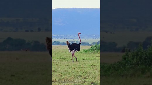 Discover the Beauty of the Maasai Ostrich