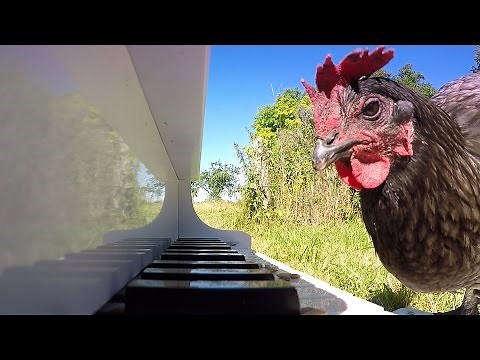 GoPro Awards: Chicken Sonata