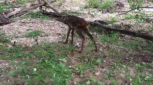 ELK CALVING: So far this year there have been a total of 18 newborn healthy calves at Peck Ranch. There is still many more expected in the coming weeks. The elk population is growing! The video below is of a calf born this year at Peck Ranch. Once a calf is born MDC's Elk Research Team checks it out to make sure it's healthy. Learn more about elk on MDC's website at https://nature.mdc.mo.gov/discover-nature/field-guide/elk. -- Lucas@MDC | Missouri Dept. of Conservation