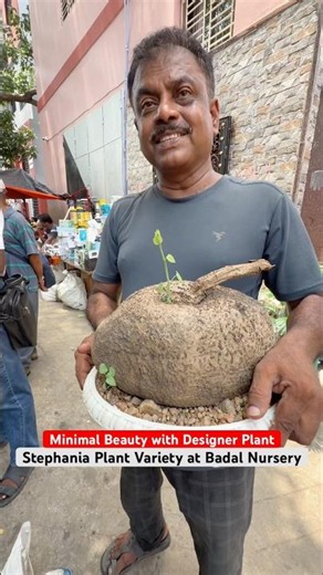 Aesthetic Stephania Plant 🌿 Rare Beauty at Galiffstreet!
