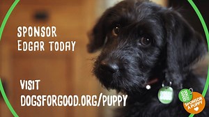 161 reactions · 32 shares | Meet Edgar, a young pup with a big future. For now, he’s enjoying learning about life in a loving home with a dedicated puppy socialiser. You can help to bring life-changing devotion to an adult or child with a physical disability, or a child with autism, by sponsoring Edgar today. You’ll follow him through his training to see the how the partnerships our dogs form really can change lives. www.dogsforgood.org/puppy | Dogs for Good - UK | Facebook