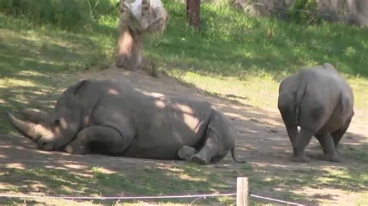 How the Henry Doorly Zoo's nutritional science team helps animals