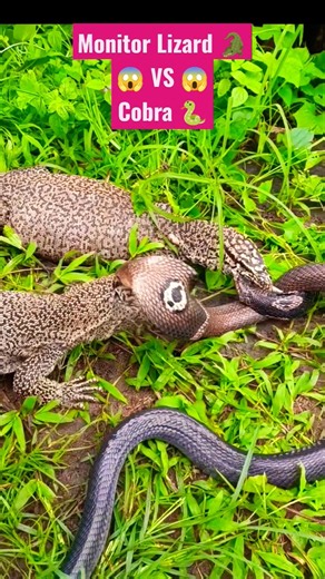 Two Monitor Lizards 🐊 VS 🐍 King Cobra Encounter | Incredible Reptile Predation 😱😱😱