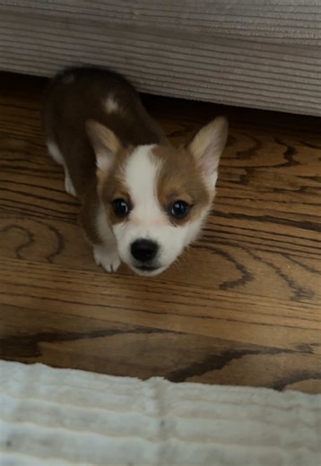 Corgi Puppy Mischief: Adorable Baby Moments