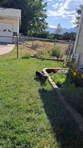 It just stopped raining and now da suns out! 🌧 | CrackersandPeanuts