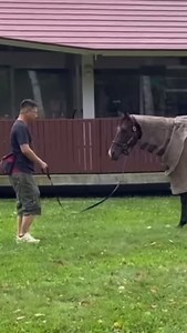 3.4K views · 558 reactions | A special reunion at @northernhorsepark! @francisluiracing’s stable assistant Gilbert Lau—Golden Sixty’s former groom—caught up with the champion in Hokkaido… 懶﫶 ️ @vincentho.official | #ゴールデンシックスティ | Hong Kong Racing | Facebook
