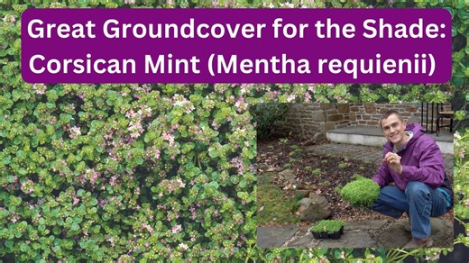 Great groundcover - Corsican mint Mentha requienii - for the shade garden