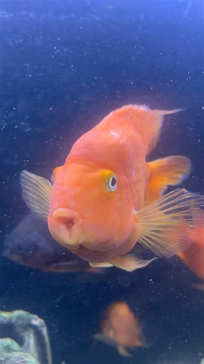 Parrotfish 🐠| #parrotfish #parrotfishtank #parrotfishcare #fish #fishtank #ytshorts #shorts #viral