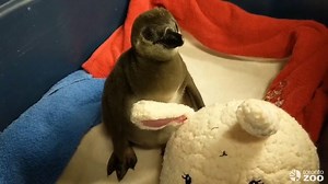 77K views · 4.3K reactions | We are excited to announce the...