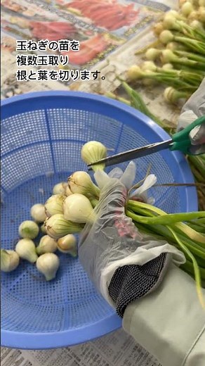 【さが農福連携】冬取り玉ねぎ苗の根葉切り作業