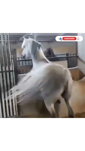 Epic Horse Trick That Feels Unreal 🐎🔥