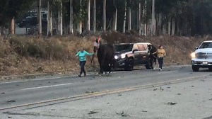 2.4K reactions · 1K shares | It's not just humans fleeing the explosive fires across California. ABC7's Marc Cota-Robles captured this video of horses evacuating the Easy Fire in Simi Valley. Latest here: https://abc7ne.ws/2JzNTHC | ABC7 News | Facebook