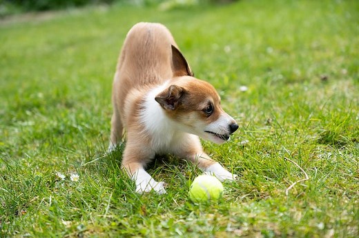 7 Backyard Games to Play With Your Dog