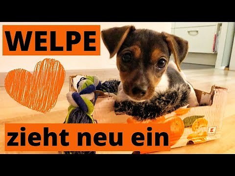 Welpe zieht ein – Wie schnell sich Welpen eingewöhnen