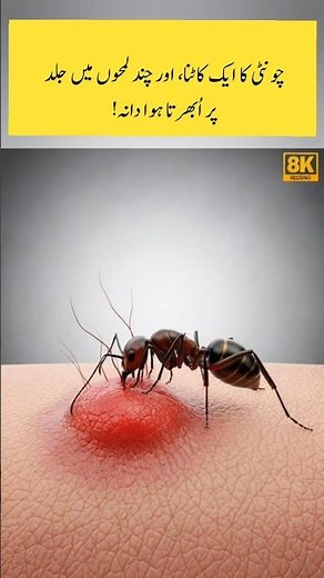 How an Ant Bite Creates Swelling Inside the Human Skin