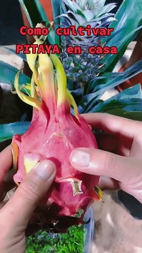 Cómo Cultivar Pitaya en Casa: Guía Sencilla