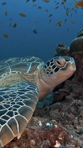 6.9K views · 554 reactions | All About Turtles on Reels | Facebook