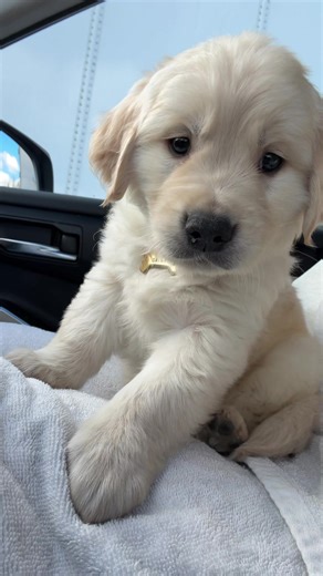 We are so in love with him already😭😭 #goldenretriever #golden #puppy