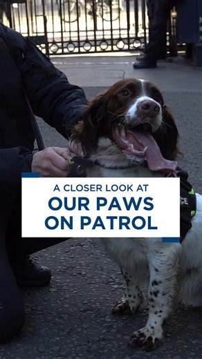 Curious to know why we use dogs in policing? Their noses can detect what humans can’t. Whether it’s explosives, weapons or human scent, they’re highly trained and provide a vital line of defence. Working alongside our dog handlers, this unbreakable bond creates a critical capability for Counter Terrorism Policing across the country. | Counter Terrorism Policing