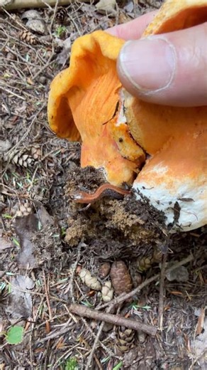 I Found Two Lobster Mushrooms with a Tiny Salamander Between Them!