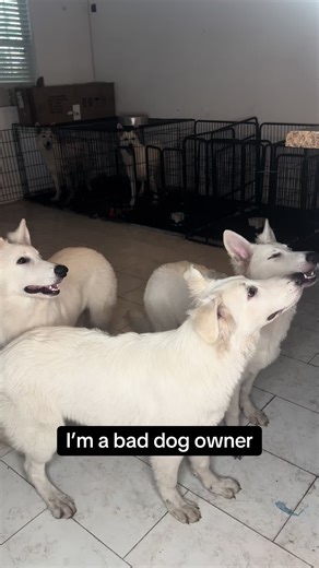 Confessions of a Bad Dog Owner