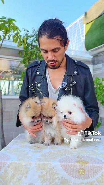 Pomeranios: Pequeños Gigantes de Perro