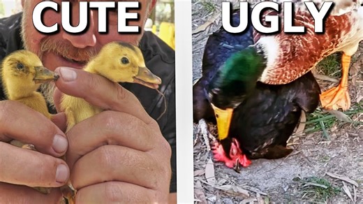 Cute ducklings & unexpected challenges: The real side of keeping ducks