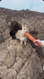 #rabbits #animals #animallovers #wildlifephotography #rabbitlife | Wildlifetobe