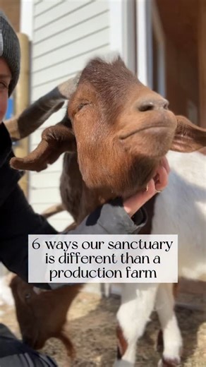 People who don’t understand our mission often ask “But what do you do with the animals? Do you make goat milk soap? Spin wool? Sell eggs?” At Sowa Goat Sanctuary we believe every animal is valuable simply because they exist, not because they produce anything or do anything for us. They are inherently worthy of love, kindness, and respect just by being who they are, including elderly animals, those with terminal illnesses, and disabilities. Their differences make them beautiful in our eyes. Every