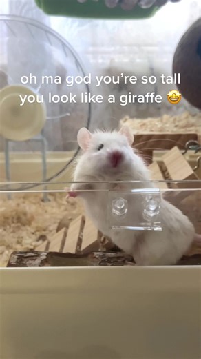 Do Mice Eat Beans? | Baked Bean Treats for Rodents