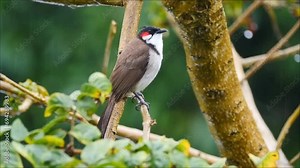 Red Whiskered Bulbul bird perching in natural environment in rainy weather