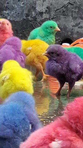 Adorable Colored Hen Chicks - Unique Colorful Hens