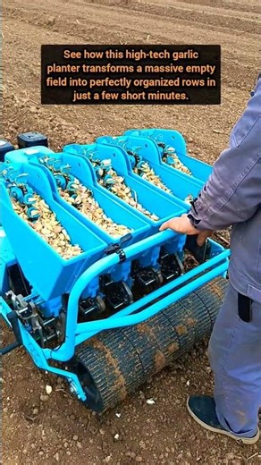Modern Agricultural Machinery Planting Garlic In Large Open Fields