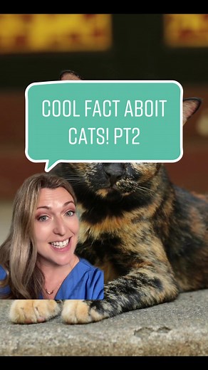 Cool fact about cats! Part two! Have you ever met a tortoiseshell male... | cat | TikTok