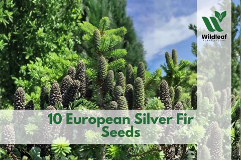 10 European Silver Fir Seeds – Abies Alba Tree - Etsy