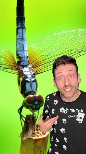 The Dragonfly is the world’s best hunter 👀 #dragonfly | dragonfly hunt