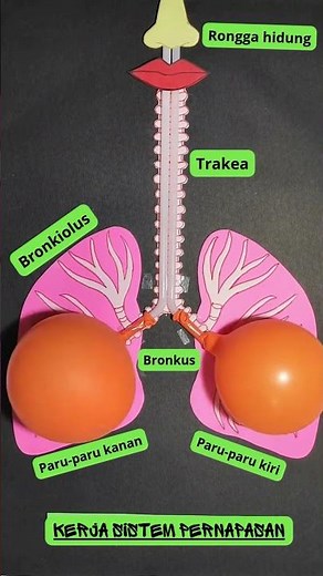 How Do We Breathe? Here's How It Works! #respiratory #system #work #biology #breathing