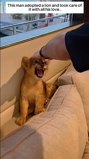This man adopted a lion and took care of it with all his love.