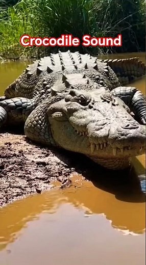 Intense Crocodile Sound Power