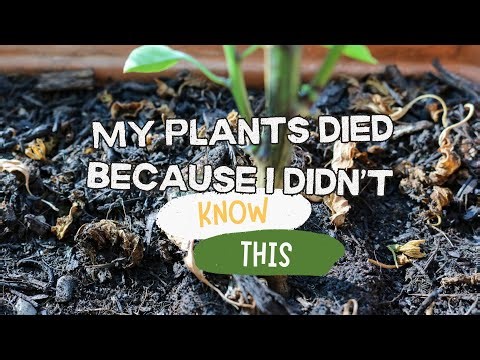 My Plants Died Because I didn't Know THIS