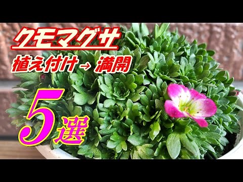 【花】クモマグサの育て方・植え付け