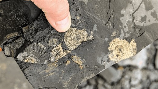 What Makes These 183-Million-Year-Old Fossils So Sparkly? Hint: They're Not Made Of Pyrite