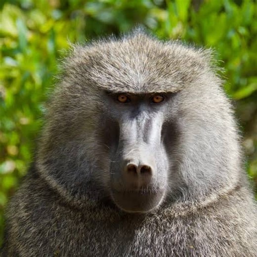 Baboons risk their lives to steal crocodile eggs😳 | Shona Tuber