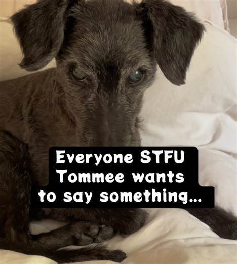 #stfu #tommee #talks #fyp
